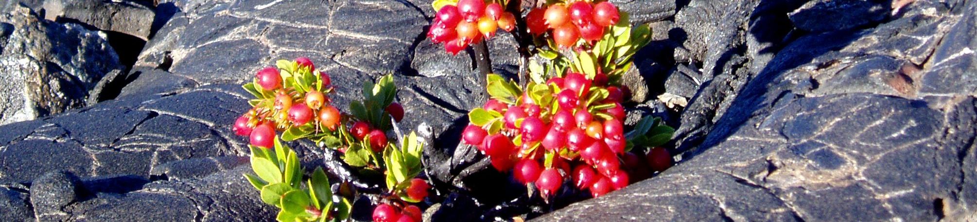 'Ohelo Beeren 'Ohelo Beeren