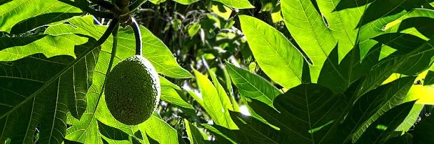 'Ulu Baum mit Früchten 'Ulu Baum mit Früchten